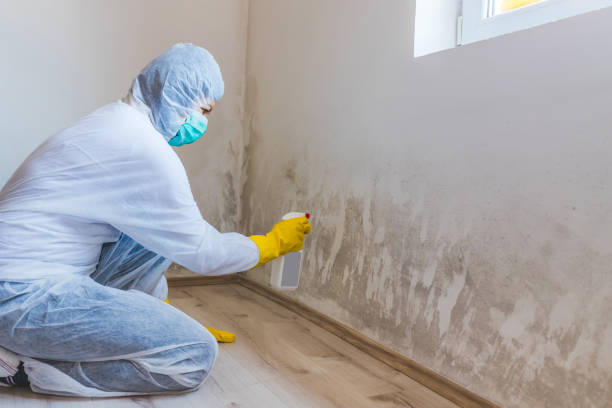 Licensed Mold Remediation service in Souderton, PA - WQB Mold Removal